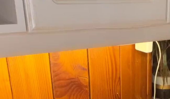 Lea_Katz bumst sich selbst auf der Küchentheke mit Toy